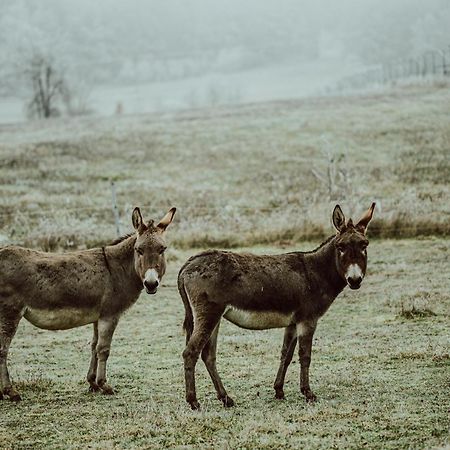 Penzion Brusinka Kocourov  Esterno foto